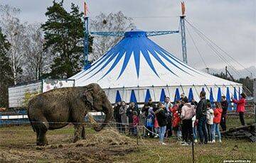 «Нечем кормить слона»: итальянские циркачи застряли под Слуцком - charter97.org - Белоруссия - Италия - Минск - Гомель