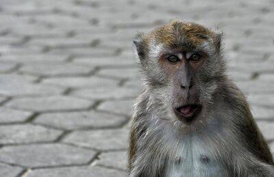 В Индии обезьяна пристрастилась к алкоголю и начала грабить магазины со спиртным - ont.by - Белоруссия - India - штат Уттар-Прадеш