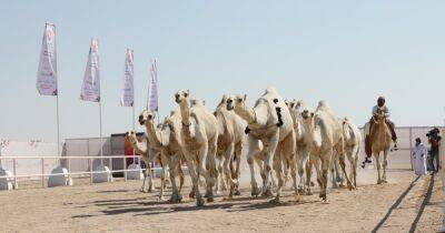Опаснее коронавируса: СМИ сообщили об угрозе распространения "верблюжьего гриппа" - focus.ua - Украина - Англия - Катар