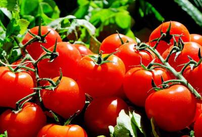 Михаил Гинзбург - Диетолог Гинзбург назвал томат самым полезным продуктом для легких - online47.ru - Россия