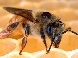 «Сначала пропадут пчелы, а затем наступит конец света»? - newsland.com - Россия - Ленобласть обл. - Англия