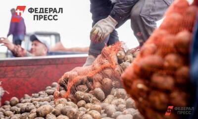Цену на картошку в Челябинской области накручивают в два-три раза - fedpress.ru - Челябинская обл.