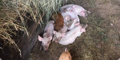 В поселке Тепличный под Саратовом выявили очаг африканской чумы свиней - runews24.ru - Саратов