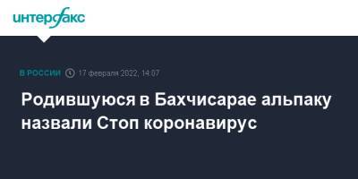Родившуюся в Бахчисарае альпаку назвали Стоп коронавирус - interfax.ru - Москва