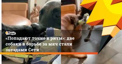 «Попадают точно вритм»: две собаки вборьбе замяч стали звездами Сети - ridus.ru