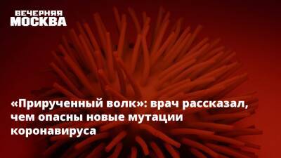 «Прирученный волк»: врач рассказал, чем опасны новые мутации коронавируса - vm.ru - Москва
