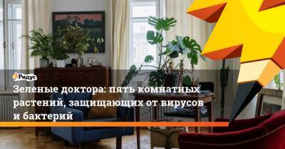 Зеленые доктора: пять комнатных растений, защищающих от вирусов и бактерий - ridus.ru