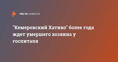 "Кемеровский Хатико" более года ждет умершего хозяина у госпиталя - ren.tv - Челябинск - Кемерово