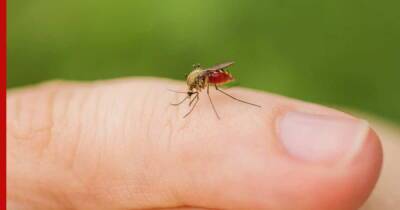 Ученые выяснили, какие цвета привлекают комаров - profile.ru - Сша - штат Вашингтон