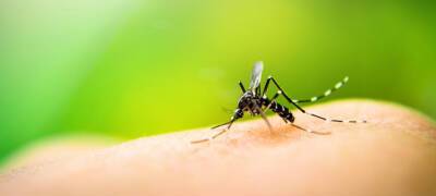 Стало известно, какие цвета привлекают комаров - stolicaonego.ru - штат Вашингтон