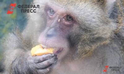 Владимир Ермаков - Чьи ядерные головки страшнее, и почему орангутанг проиграл выборы: главные новости выходных - fedpress.ru - Россия - Новосибирск - Белоруссия - Сша