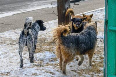 Бесплатный урок защиты от собак для детей проведёт центр развития в Чите 11 февраля - chita.ru - Чита