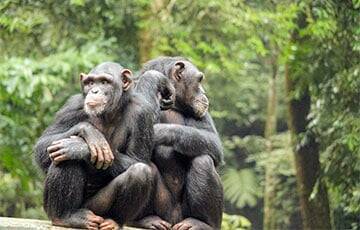 Биологи обнаружили у шимпанзе еще одно необычное умение - charter97.org - Украина - Белоруссия