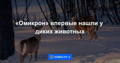 Анна Лысенко - «Омикрон» впервые нашли у диких животных - news.mail.ru - Сша - Нью-Йорк