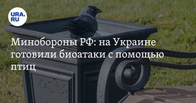 Минобороны РФ: на Украине готовили биоатаки с помощью птиц - ura.news - Россия - Украина - Сша