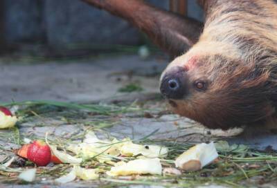Ленинградский зоопарк показал видео, где ленивец Кузя обедает - online47.ru - республика Крым