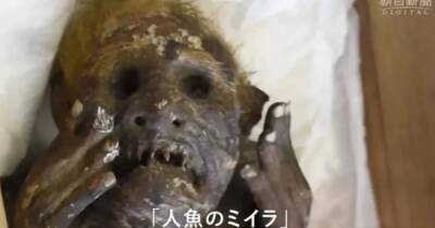 Хозяйки морей. В Японии начались исследования 300-летней мумии "русалки" (фото) - focus.ua - Украина - Япония