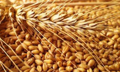 Запасів пшениці у світі залишилося на 10 тижнів - vchaspik.ua - Украина