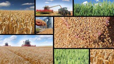Беларусь не зависит от импорта основных зерновых культур и продовольствия - produkt.by - Россия - Украина - Белоруссия
