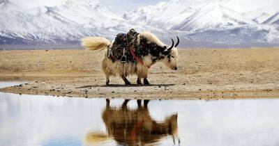 Таяние ледников Тибетского нагорья может привести к появлению новых болезней, - ученые - focus.ua - Украина - Китай