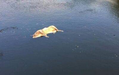 На Сумщине в реке обнаружен труп свиньи с чумой - korrespondent.net - Украина - Евросоюз - Сумская обл.