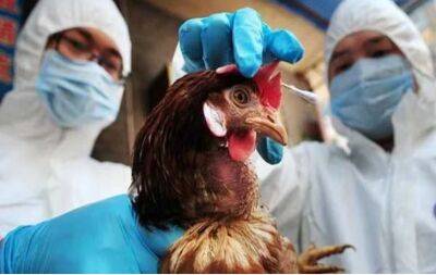 В Нидерландах из-за птичьего гриппа забили 105 тысяч кур - obzor.lt - Голландия