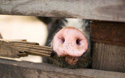Спустя два года в Литве выявлена африканская чума свиней на ферме - obzor.lt - Калининградская обл. - Литва