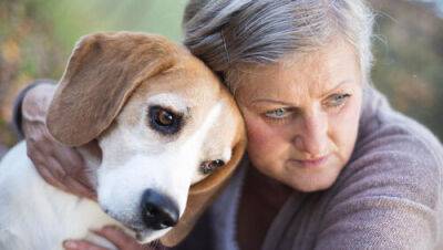 Как собака в доме влияет на здоровье и даже может спасти жизнь - vesty.co.il - Израиль - Швеция - Тель-Авив - Иерусалим
