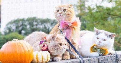 Американец устроил троим своим кошкам кругосветное путешествие (фото) - focus.ua - Украина - Париж - Нью-Йорк - Нью-Йорк
