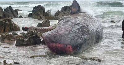 Ошибка навигации: ученые гадают, почему 14 китов выбросились на берег Австралии (фото) - focus.ua - Украина - Австралия