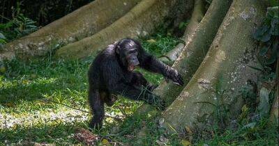 Цукерберг отдыхает. У шимпанзе есть собственные социальные сети из деревьев и "морзянки" - focus.ua - Украина