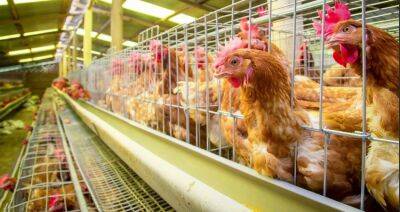На ферме в Чехии уничтожат 742 тысячи кур из-за птичьего гриппа - produkt.by - Чехия
