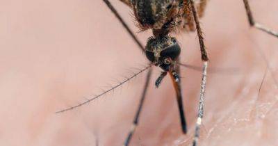 Древнее зло пробудилось: переносимый клещами и комарами вирус вновь набирает обороты - focus.ua - Украина - Сша - штат Аризона - Джеймстаун