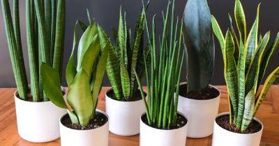 Вам нужен сахар: как правильно подкармливать комнатные растения зимой - ukrainianwall.com - Украина