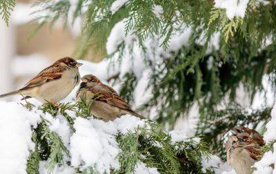 Не навредите им: как правильно подкармливать птиц зимой и что им нельзя давать - hyser.com.ua - Украина
