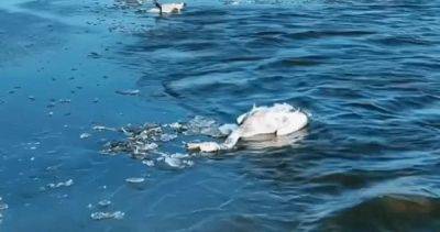 В Казахстане обнаружили 227 погибших лебедей на озере Караколь - dialog.tj - Казахстан - Мангистауская обл.