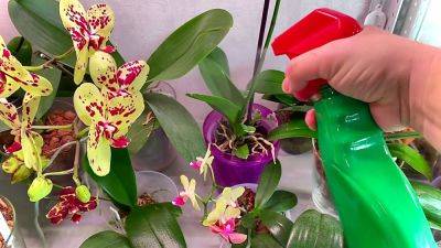 Цветы будут еще пышнее, чем раньше: как защитить орхидею от цветка, чтобы она еще лучше цвела - hyser.com.ua - Украина