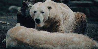 Первый случай в истории. На Аляске белый медведь умер от птичьего гриппа - nv.ua - Украина - Сша - штат Аляска