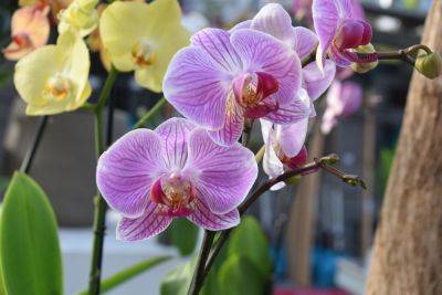 Метод двух недель: что нужно сделать, чтобы орхидея шикарно цвела круглый год - hyser.com.ua - Украина
