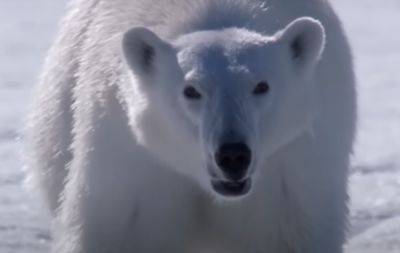 Под угрозой экосистема: птичий грипп заражает белых медведей - hyser.com.ua - Украина - штат Аляска