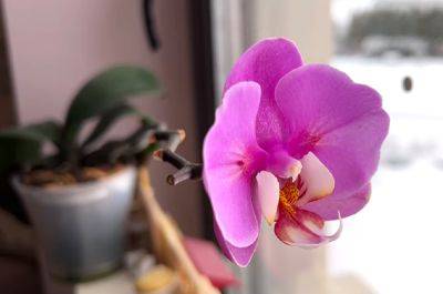 Без нее растению будет плохо: какая зимняя подкормка наиболее важна для орхидеи - ukrainianwall.com - Украина