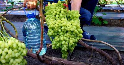 Хватит и на компот, и на домашнее вино: делаем самодельное удобрение для винограда, от которого урожая станет вдвое больше - hyser.com.ua - Украина