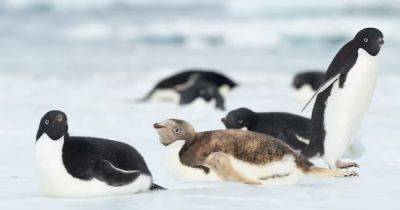 Опасный вирус достиг Антарктиды: ученые обнаружили первые смерти пингвинов - focus.ua - Украина - Англия - New York - Антарктида - Мальвинские Острова