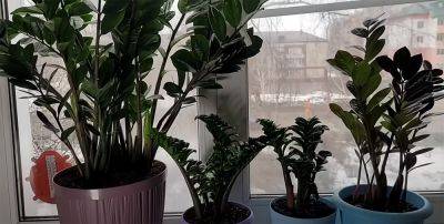 Срочно их приобретите: комнатные растения, которые помогут сохранить здоровье и приумножить богатство - ukrainianwall.com - Украина