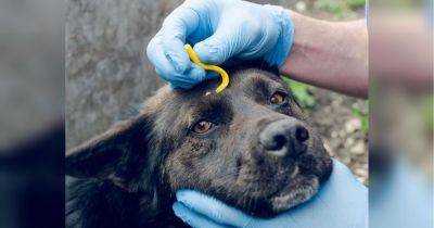 Срочно начните лечение: чем опасны клещи для собак - fakty.ua - Украина