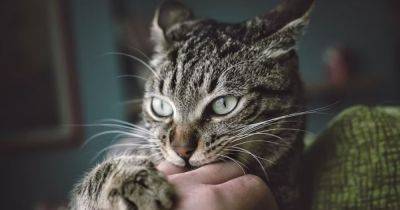Домашняя кошка заразила человека чумой: болезнь из прошлого пробудилась внезапно - focus.ua - Украина - Сша