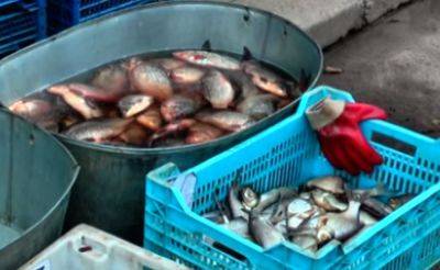 В организм попадут тяжелые металлы: врач назвал самый опасный вид рыбы - ukrainianwall.com - Украина