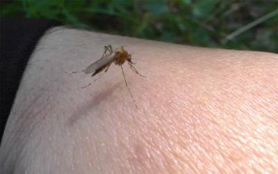 Во всем виновата генетика: ученые выяснили, почему одни люди привлекают комаров, а другие – нет - ukrainianwall.com - Украина