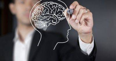 Здоровье мозга: названы лучшие продукты для поддержания когнитивных способностей - dsnews.ua
