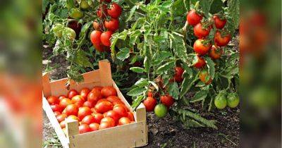 Стресс бывает не только у людей: почему первые плоды на томатах вырастают кривыми и какую подкормку дать помидорам сейчас - fakty.ua - Украина - Киев